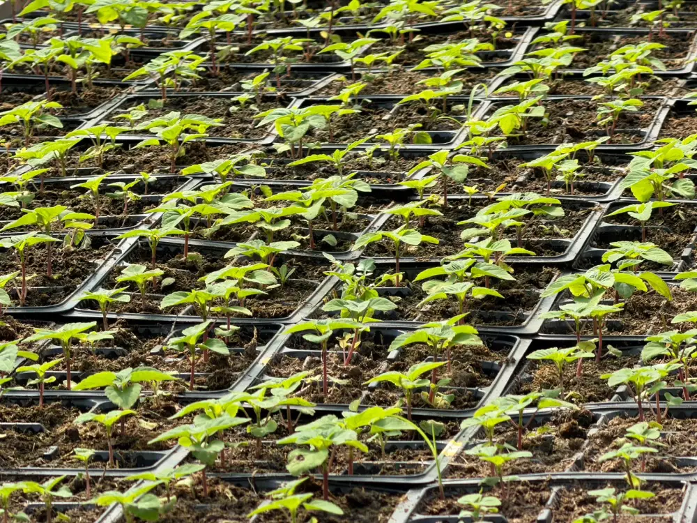 В Алматы цветы украсят более 380 тыс. кв. метров городских территорий (2)