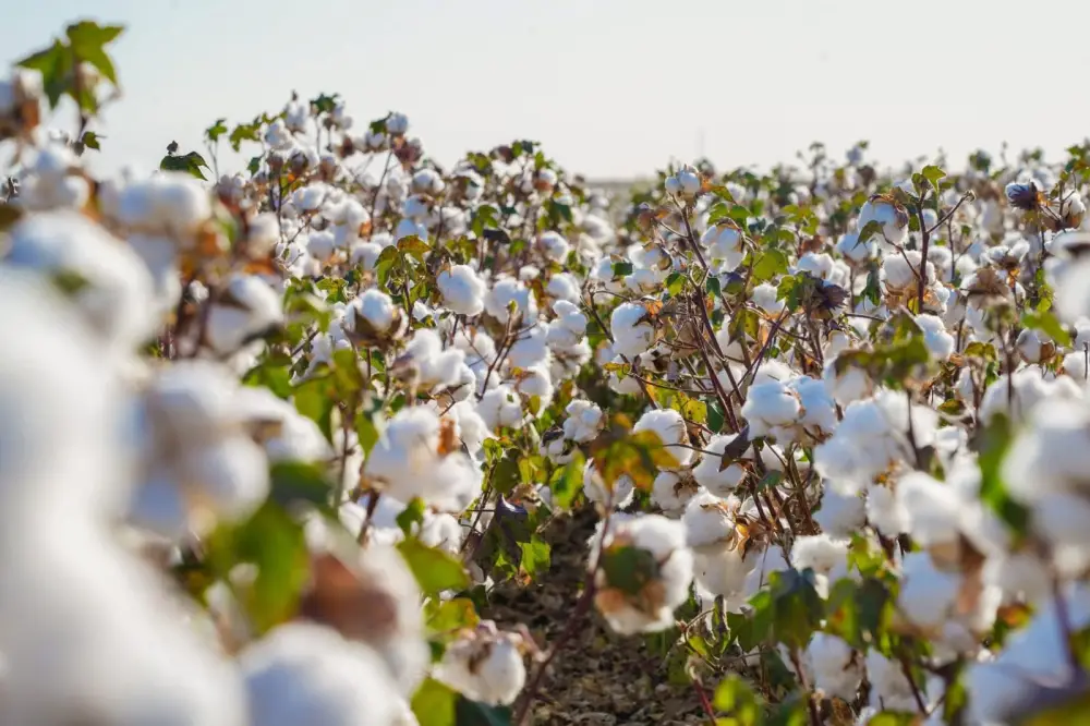 В ТУРКЕСТАНСКОЙ ОБЛАСТИ ЗА ТРИ ГОДА СОЗДАН 201 НОВЫЙ СЕЛЬСКОХОЗЯЙСТВЕННЫЙ КООПЕРАТИВ (3)