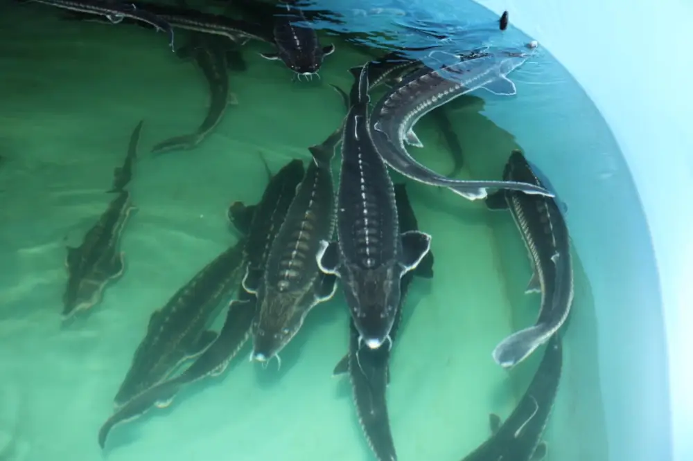 Айдарбек Сапаров ознакомился с ходом реализации инвестпроектов АПК в Костанайской области (8)