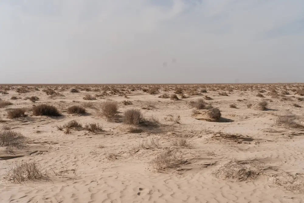 Исследования и озеленение: в Атырау разрабатывают меры по борьбе с пыльными бурями (4)