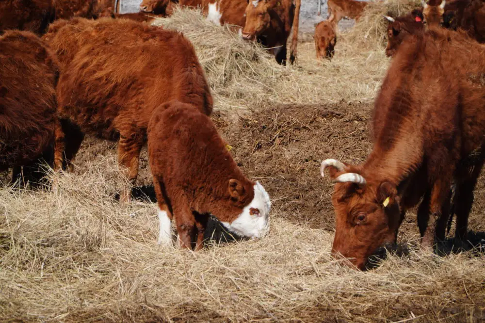 Калмыцкая порода КРС набирает популярность в Акмолинской области (4)