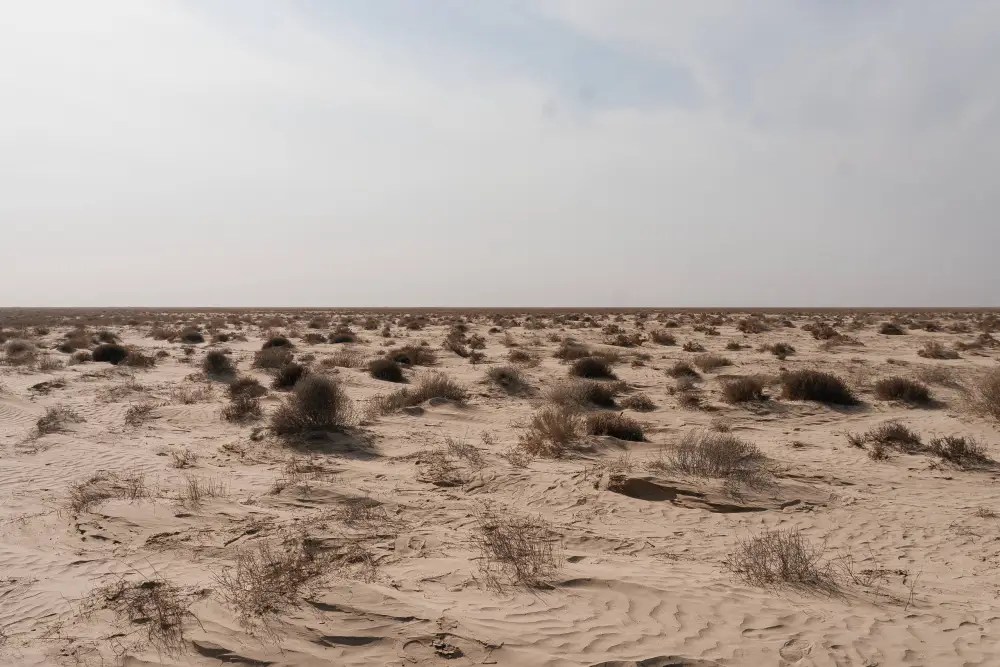 Исследования и озеленение: в Атырау разрабатывают меры по борьбе с пыльными бурями (5)