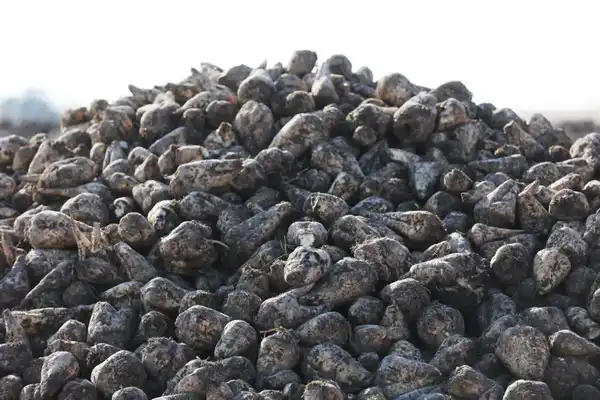 Более 2,5 тыс. человек работают в сфере переработки сельхозпродукции в Жамбылской области (7)