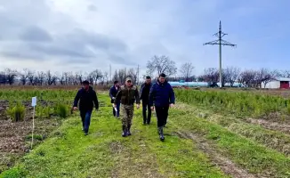 Туркестанская область активно увеличивает производство саженцев и высадку деревьев, достигнув 3,7 миллиона.