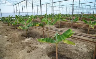 Бананы в Отырар: новый тренд в сельском хозяйстве!