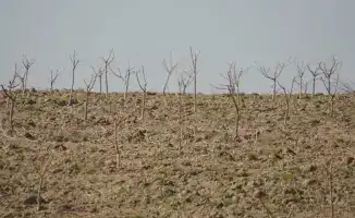 В Келесском районе Туркестана стартовал проект по высадке персиков, черешни и винограда на 30 гектарах земли