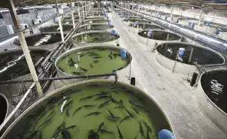 Казахстан запускает 40 проектов в аквакультуре на 54 млрд тенге