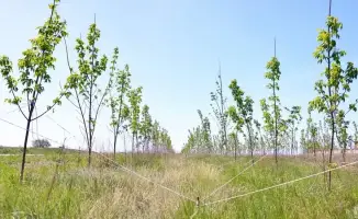 Караганда: весна, деревья и теплицы в одном проекте!