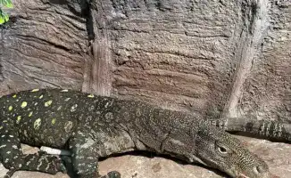 Редкие вараны Сальвадора из Новой Гвинеи представлены в Алматинском зоопарке