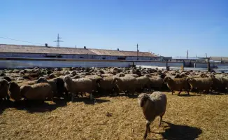 Рост интереса к калмыцкой породе КРС в Акмолинской области