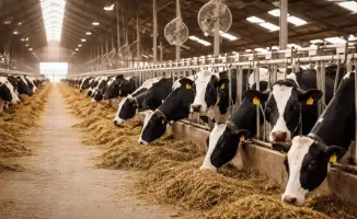 Ветеринарная революция: 7 станций для здоровья животных!