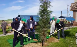 Казыгурт: высажено 8 тысяч саженцев деревьев