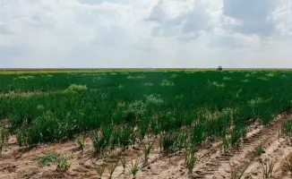 Увеличение посевных площадей в Атырауской области до 10000 гектаров в 2024 году