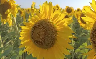 В Кокшетау: растительное масло за 76 миллиардов!