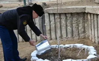 Войска природы: деревья вместо военных учений!