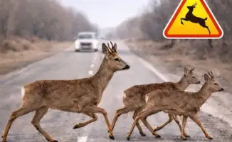 Сезонная миграция диких животных в Жетісу: потенциальные угрозы для дорожного движения