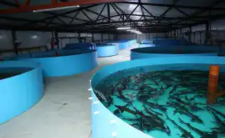 Аким области Кумар Аксакалов посетил Костанайский район для обсуждения увеличения производства осетровой рыбы и внедрения современных технологий в агросектор