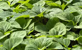 В Алматы в 2026 году планируется озеленение 387 тыс. кв. метров с использованием различных цветов