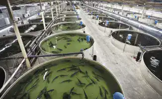 Рыбоводческий комплекс мощностью 130 тонн рыбы в год запустили в Атырауской области