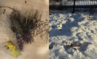 Скандал в Казахстане: бюджетные саженцы оказались непригодными для посадки