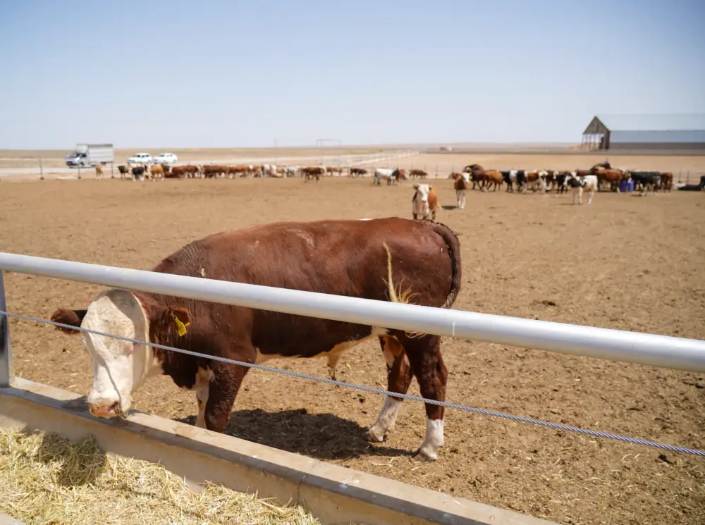 В ТУРКЕСТАНСКОЙ ОБЛАСТИ СТРОИТСЯ МЕГА-ФЕРМА НА 50 ТЫСЯЧ ГОЛОВ (3)