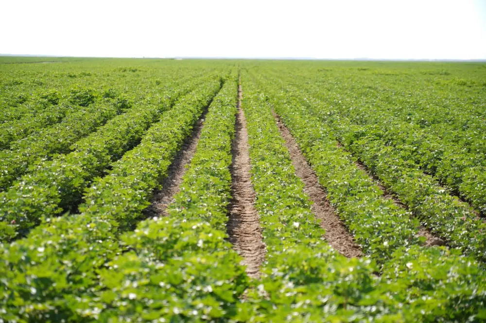 В ТУРКЕСТАНСКОЙ ОБЛАСТИ В РАМКАХ ПРОГРАММЫ «АУЫЛ АМАНАТЫ» СОЗДАНО ОКОЛО 5 ТЫСЯЧ НОВЫХ РАБОЧИХ МЕСТ (3)