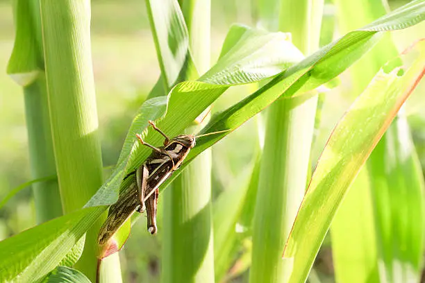 В области начата подготовка к борьбе с саранчой (3)