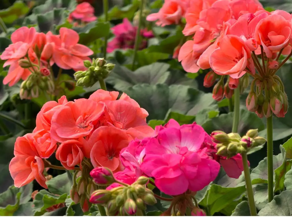 В Алатауском районе Алматы развивают зеленые зоны и реализуют проекты «Бюджета народного участия» (4)