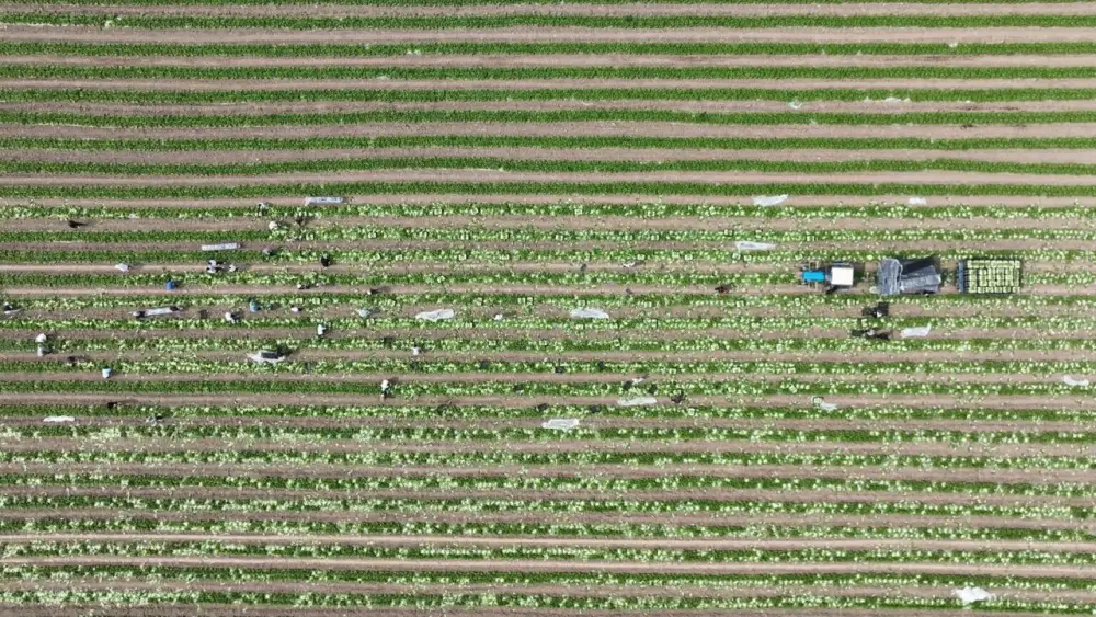 Аграрии Туркестанской области экспортировали в Россию раннеспелую капусту (6)