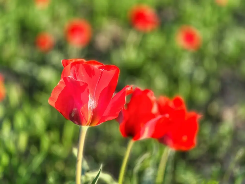 ТУРКЕСТАН: В КАЗЫГУРТЕ ЗАЦВЕЛИ КРАСНОКНИЖНЫЕ ТЮЛЬПАНЫ ГРЕЙГА (3)