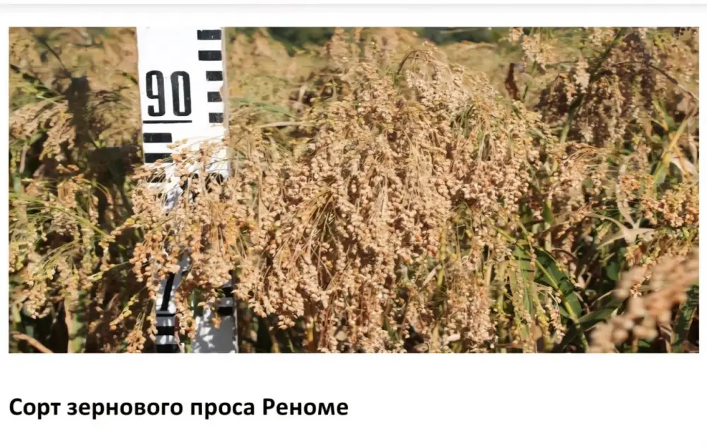 Казахстанские ученые запатентовали засухоустойчивые сорта с прибавкой урожайности до 10 ц/га (2)