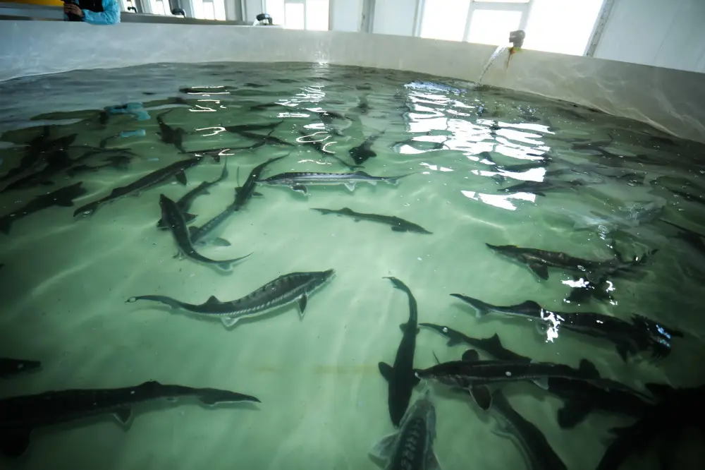 В Мангистау реализуется стратегический инновационный проект по развитию рыбного хозяйства (3)