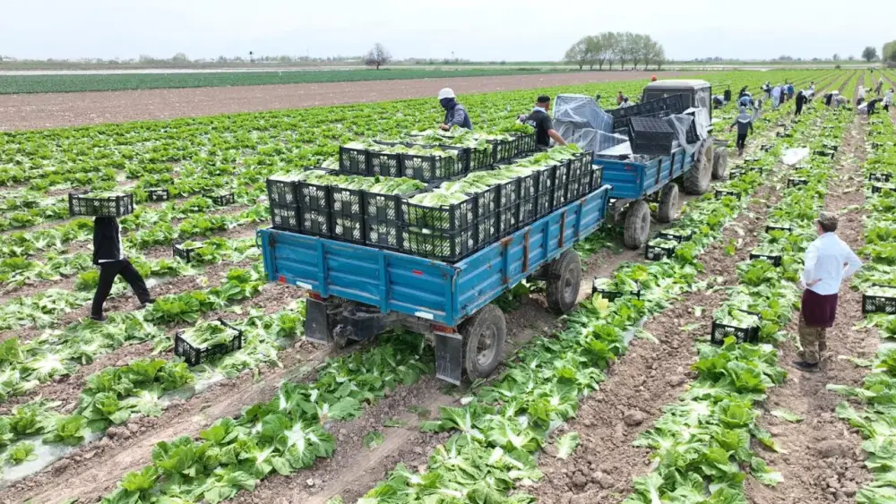 Аграрии Туркестанской области экспортировали в Россию раннеспелую капусту (8)