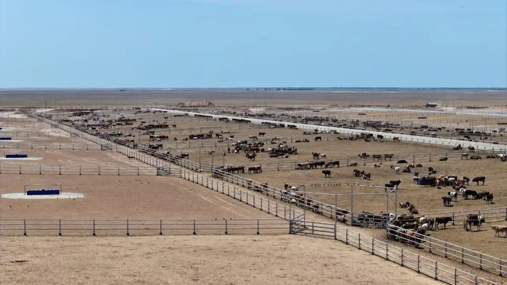 Откормочный комплекс на 50 тысяч голов КРС запустят в Туркестанской области в июле 2026 года (4)