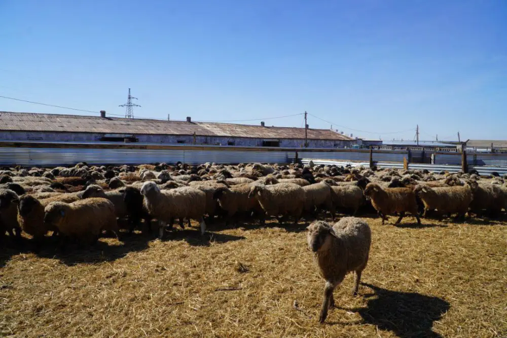 Мясной кластер мощностью свыше 37 тыс. голов формируется в Акмолинской области (4)