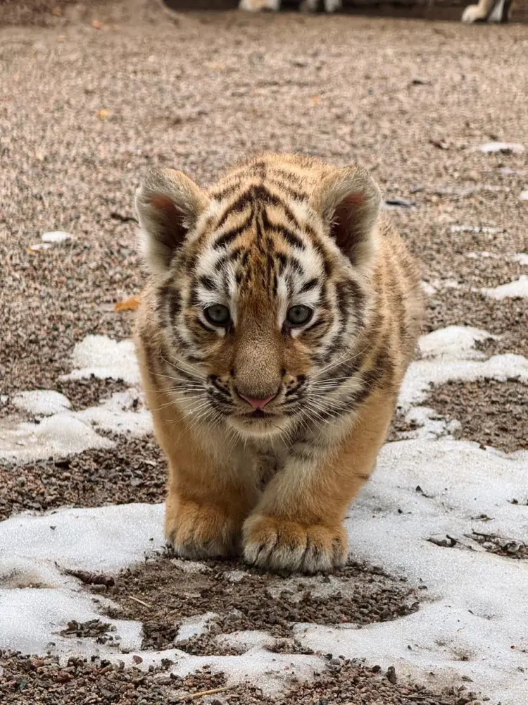 В Алматинском зоопарке родились три амурских тигренка (4)
