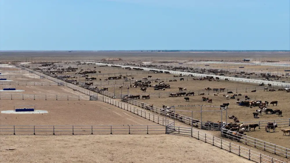 В ТУРКЕСТАНСКОЙ ОБЛАСТИ СТРОИТСЯ МЕГА-ФЕРМА НА 50 ТЫСЯЧ ГОЛОВ (4)