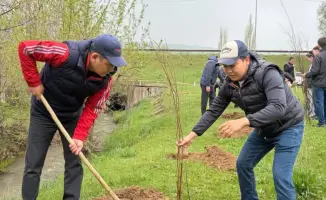 Сообщество Толеби объединяется для озеленения: высажено 9000 деревьев