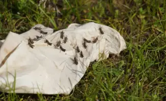 Келес: Битва с саранчой за урожай