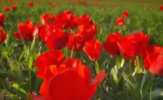 ЗАЩИТА РЕДКИХ ТЮЛЬПАНОВ ГРЕЙГА В КАЗЫГУРТЕ: ВАЖНОСТЬ СОХРАНЕНИЯ БИОРАЗНООБРАЗИЯ