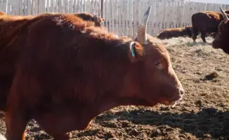 В Акмолинской области стартует создание мясного кластера на 37 тыс. голов скота