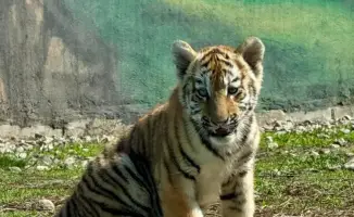 Рождение трех амурских тигренков в Алматинском зоопарке: влияние на приток посетителей и сохранение вида