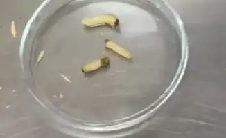 Обнаружение личинок жука черного соснового усача в пиломатериалах поднимает вопросы о контроле качества импорта в Казахстане