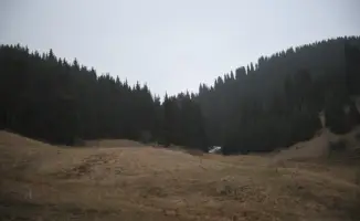 Высадка хвойных деревьев в Кегенском районе Алматинской области