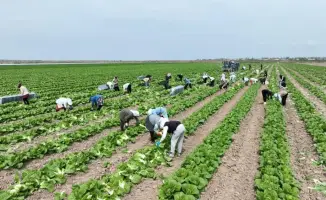 Экспорт раннеспелой капусты сорта Пекинка из Туркестанской области в Россию