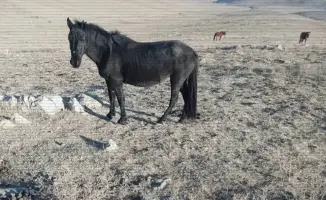 Задержаны две группы скотокрадов в Жамбылской области, похитившие 39 лошадей на сумму свыше 15 млн тенге