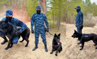 Служебные собаки раскрыли 31 дело в области Абай с начала года