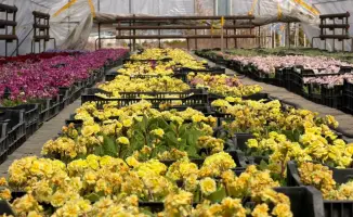 Зеленые зоны Алатау: новые проекты в 2026 году