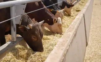 Крупный инвестиционный проект по строительству откормочного комплекса на 50 тысяч голов КРС в Туркестанской области будет способствовать продовольственной безопасности и развитию экспорта в агросекторе Казахстана.