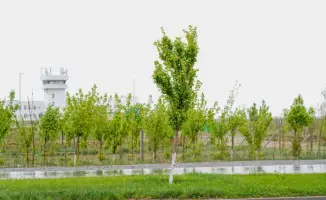 Создание экопарка в Туркестанской области высадка 10000 саженцев